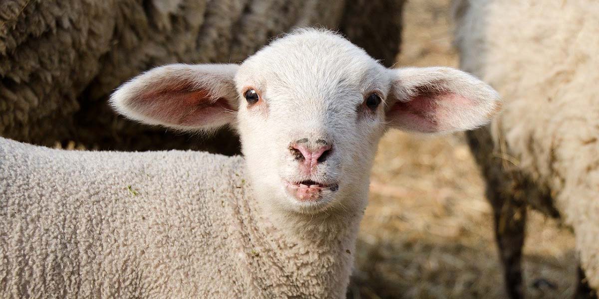 Agneaux pour l'Aïd Al-Adha 2026