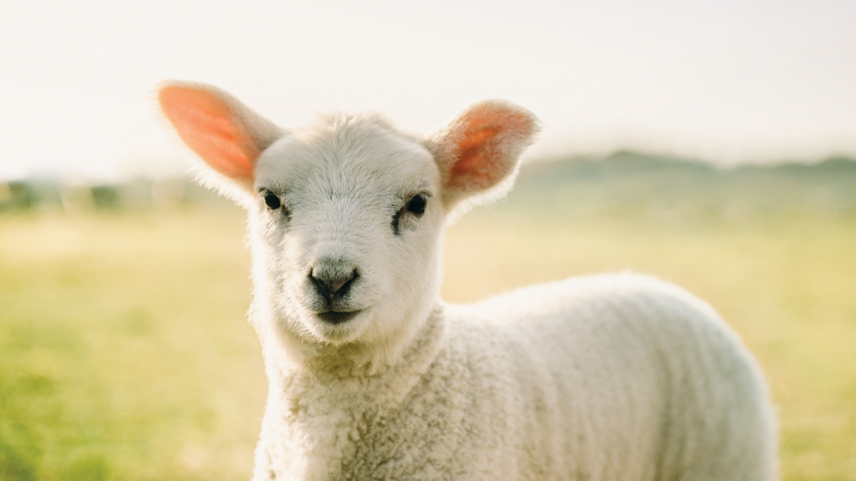 Mouton Aïd El-Kébir 2026